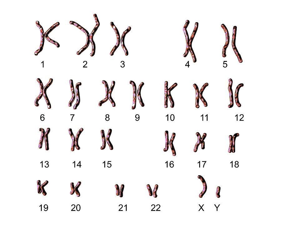 Anatomical Photograph - Normal Male Chromosomes #1 by Kateryna Kon/science Photo Library