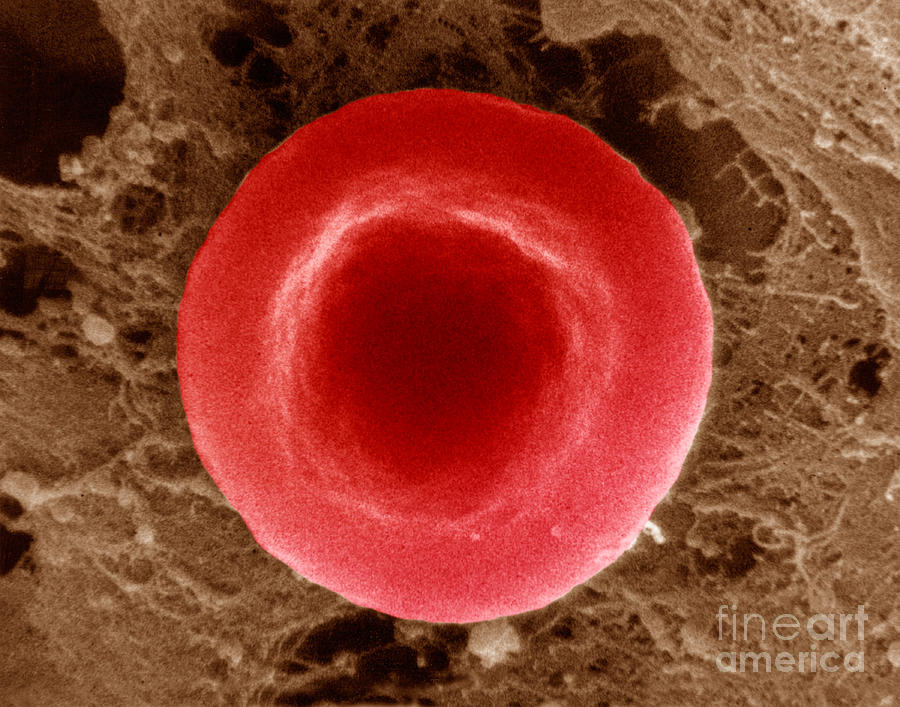 Normal Red Blood Cell #3 Photograph by David M Phillips