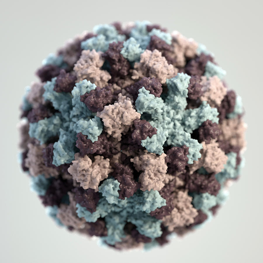 Norovirus, 3d Model #1 Photograph by Science Source