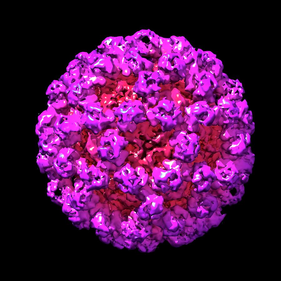 Norovirus Particle Photograph by Louise Hughes