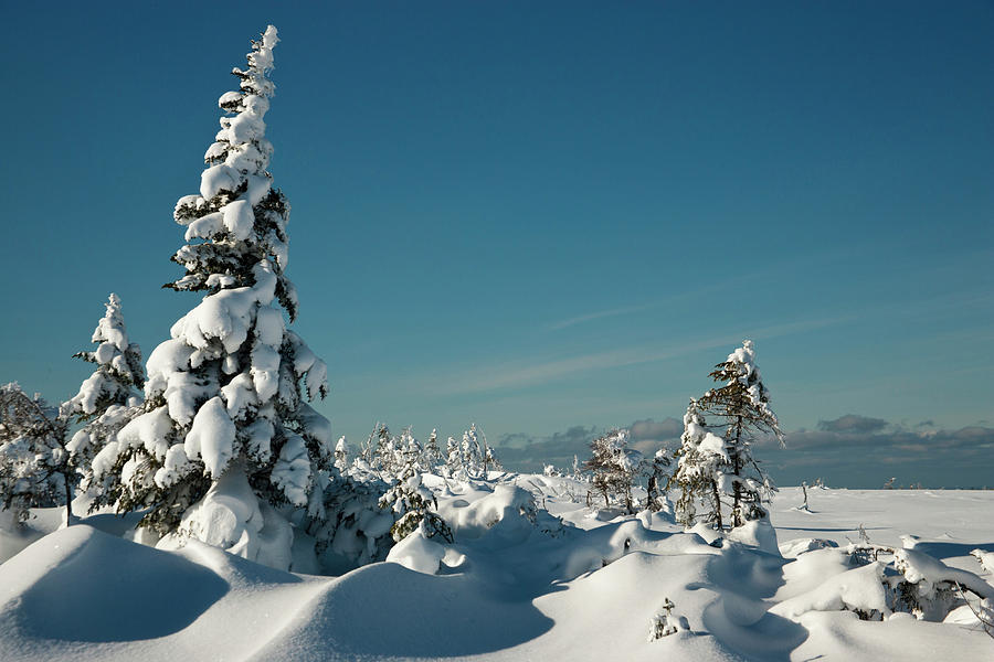 Tree Photograph - North America, Canada, Nova Scotia #1 by Patrick J. Wall