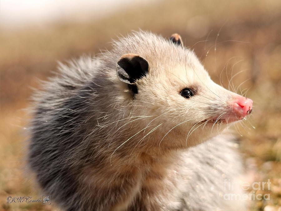 North American Opossum in Winter #1 Photograph by J McCombie