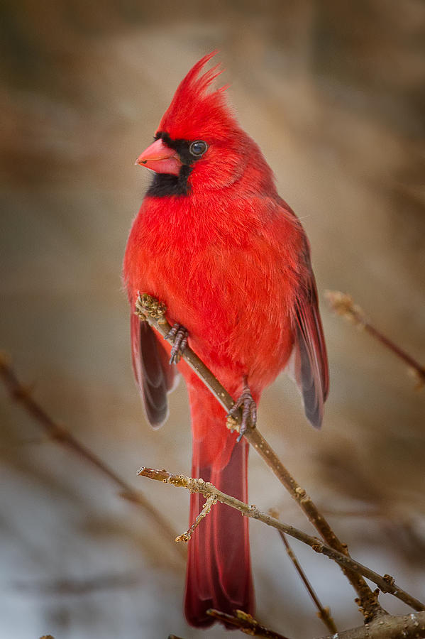 Northern Cardinal Photograph by Bill Wakeley