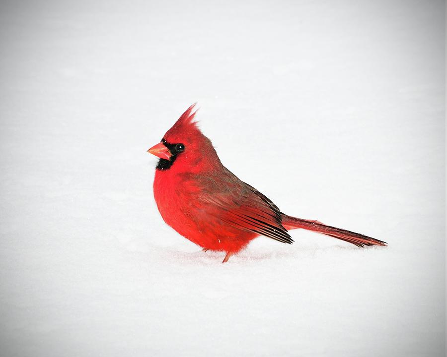 Northern Cardinal In Snow Photograph
