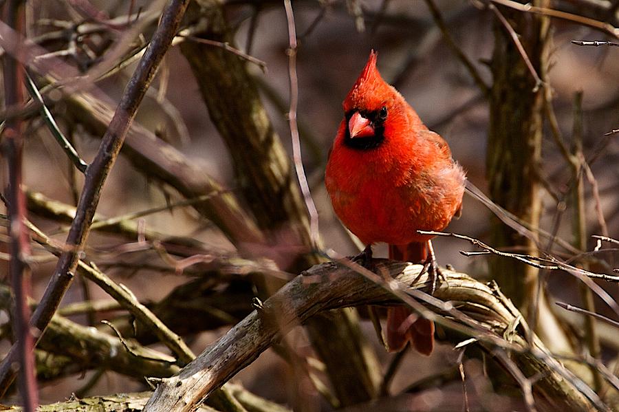 Nature Photograph - Northern Cardinal Male #1 by Dan Ferrin