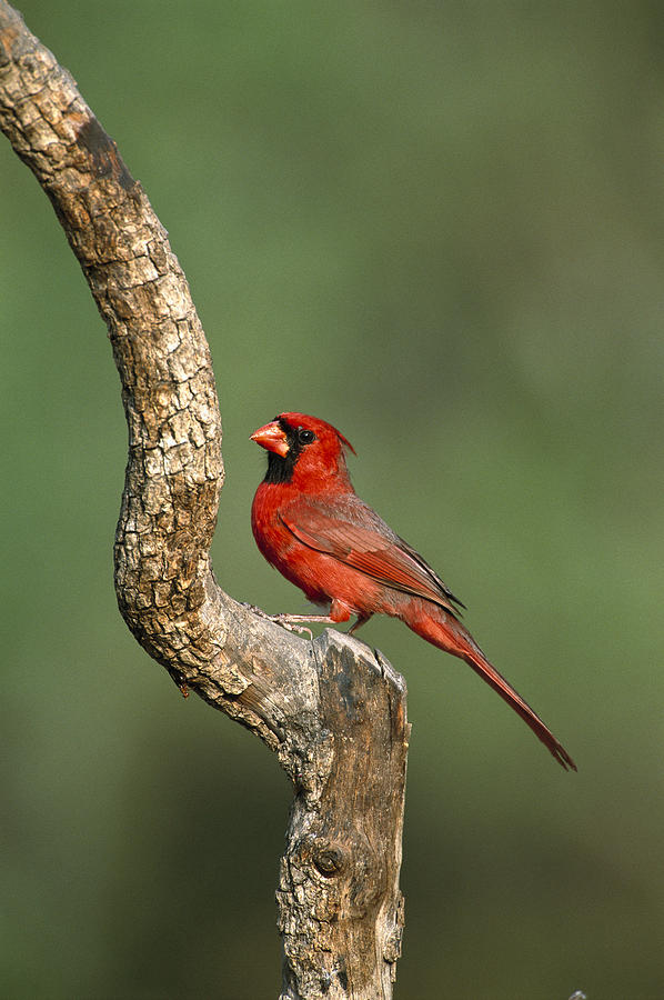 Northern Cardinal Male Texas Photograph by Tom Vezo