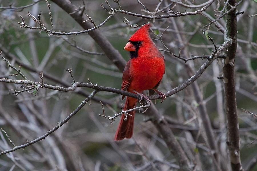 Northern Cardinal #1 Photograph by Ronnie Prcin