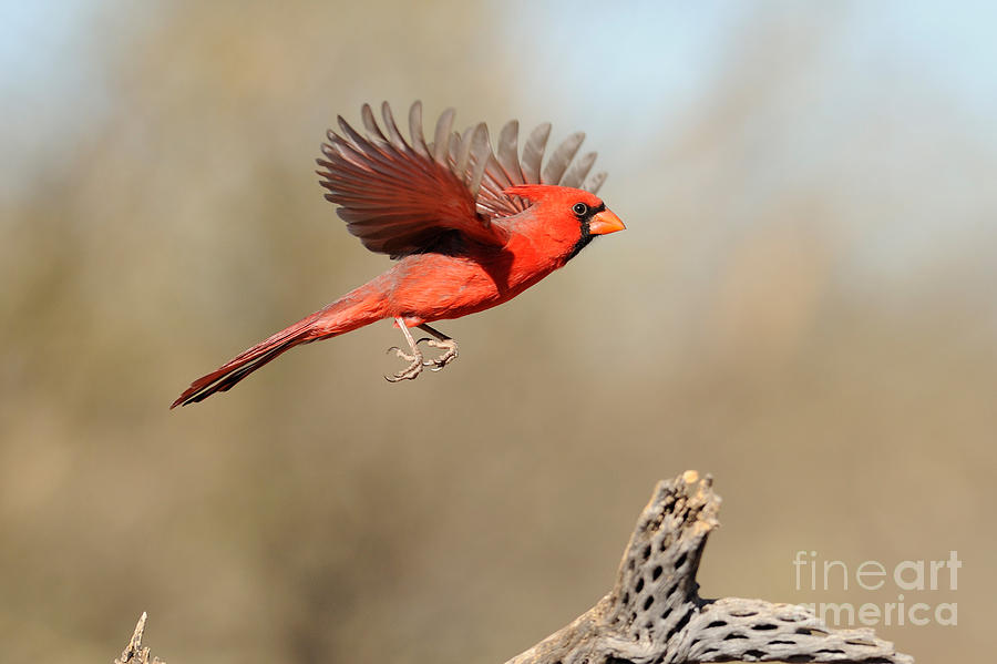 Northern Cardinal #1 Photograph by Scott Linstead