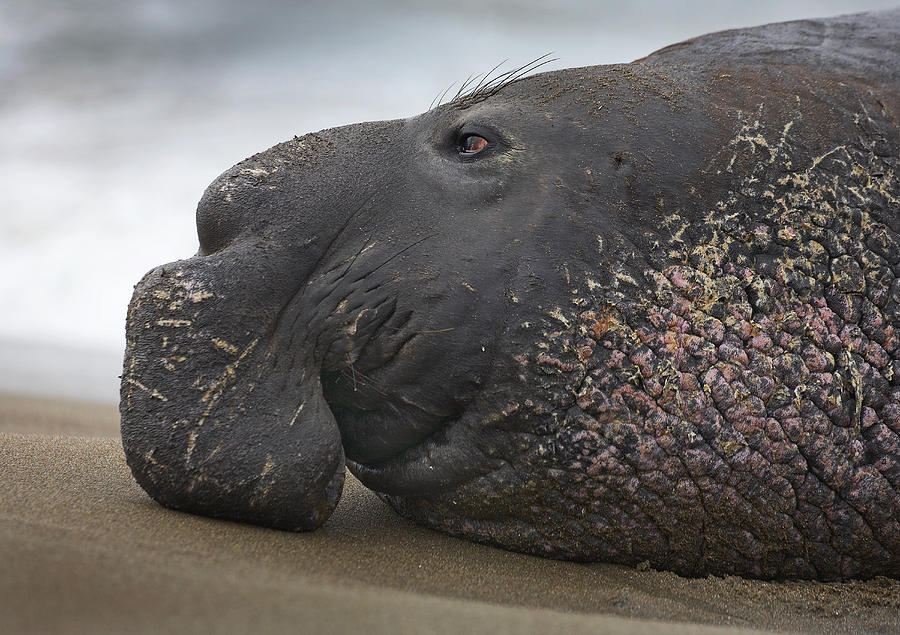 Northern Elephant Seal Bull California Photograph by Tim Fitzharris