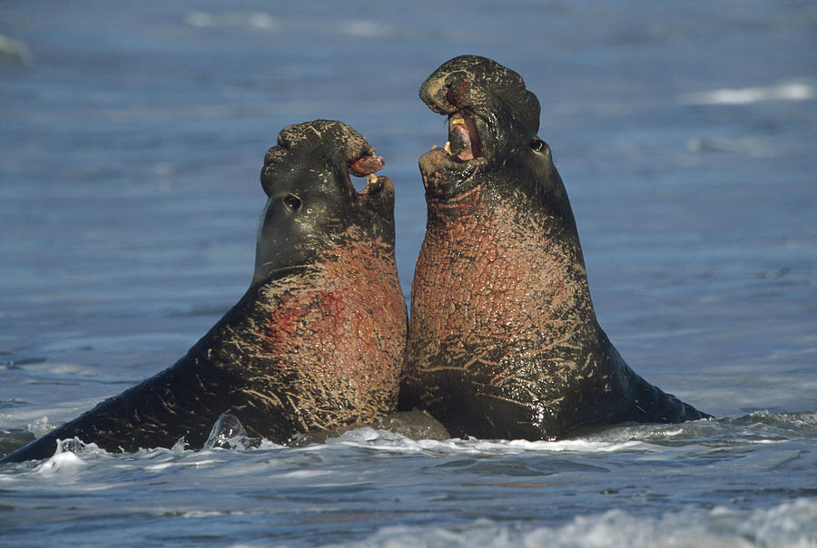 Northern Elephant Seal Males Fighting Photograph by Tim Fitzharris