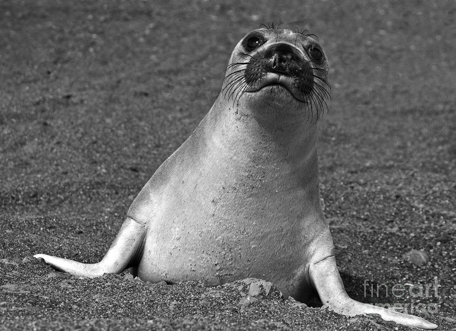 Nature Photograph - Northern Elephant Seal Weaner #1 by Liz Leyden