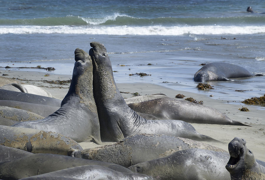 Northern Elephant Seals #1 Photograph by Martin Shields