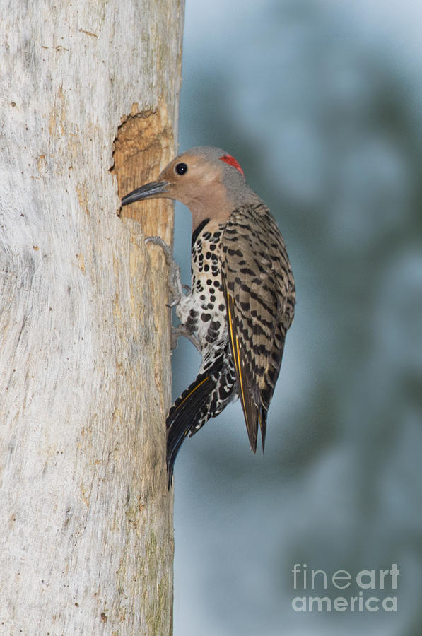 Woodpecker Photograph - Northern Flicker #1 by Anthony Mercieca