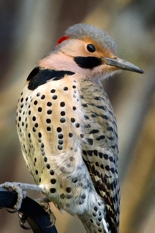 Nature Photograph - Northern Flicker #1 by Bill Wakeley