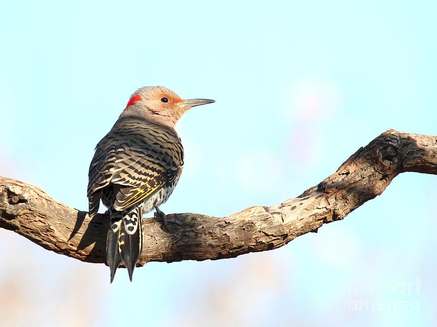 Northern Flicker #1 Photograph by Jack R Brock