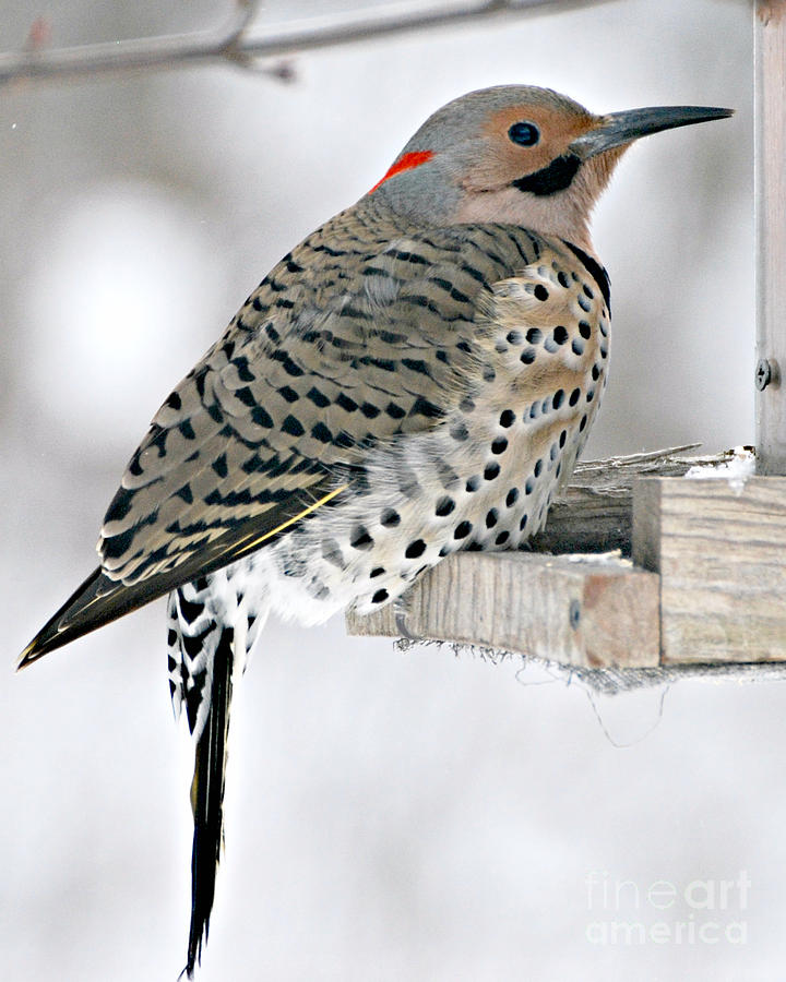 Northern Flicker #1 Photograph by Lila Fisher-Wenzel