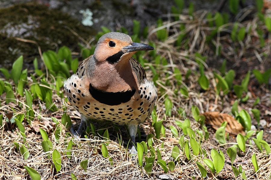 Northern Flicker #1 Photograph by Mike Farslow