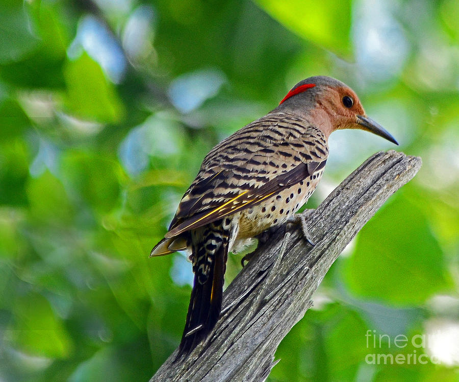 Northern Flicker #1 Photograph by Rodney Campbell