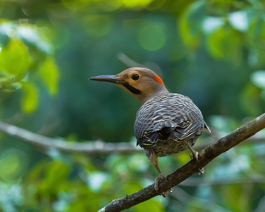 Northern Flicker Woodpecker #1 Photograph by Robert L Jackson