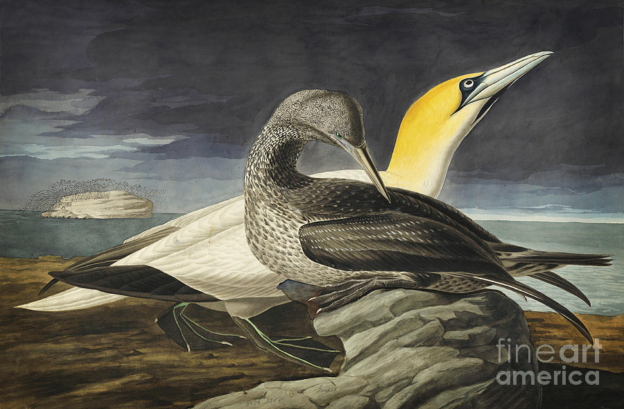 John James Audubon Drawing - Northern Gannet #1 by Celestial Images