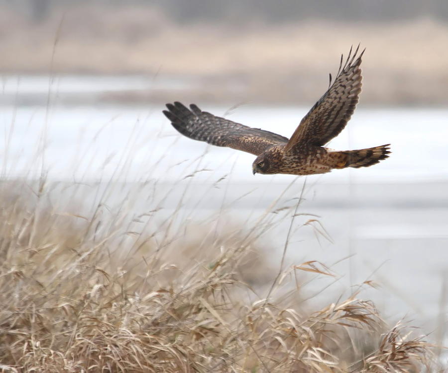 Northern Harrier #1 Photograph by Angie Vogel