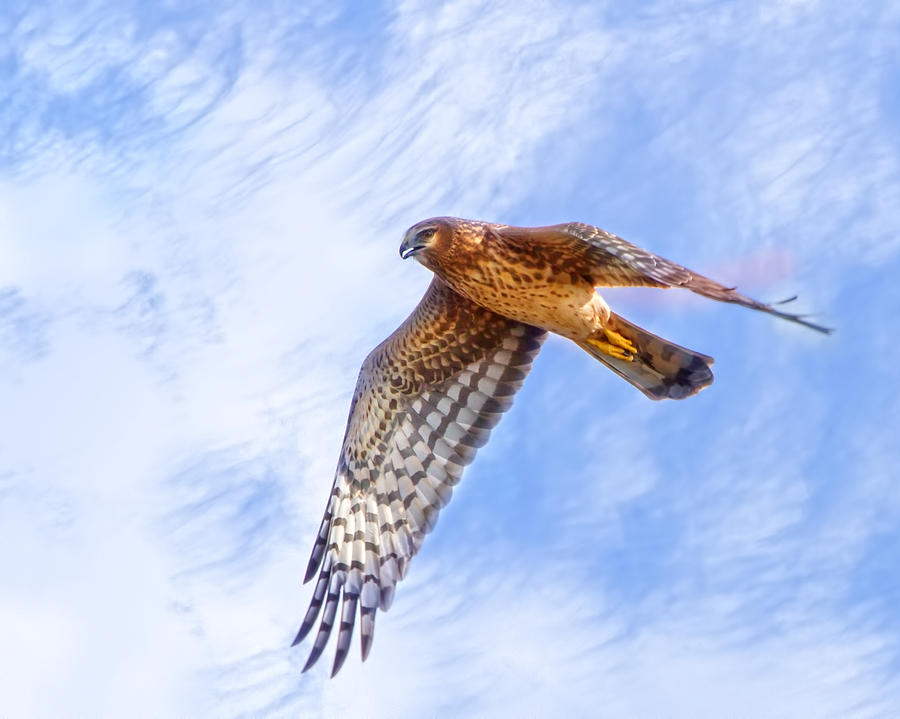 Northern Harrier Flight #2 Photograph by Mark Andrew Thomas