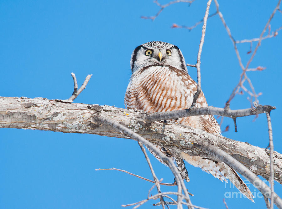Northern Hawk Owl #1 Photograph by Cheryl Baxter