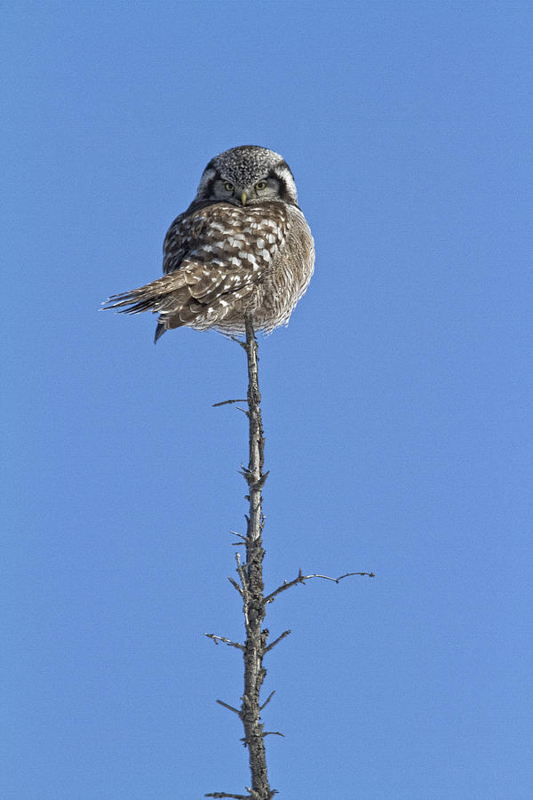 Northern Hawk Owl #1 Photograph by Robert Postma