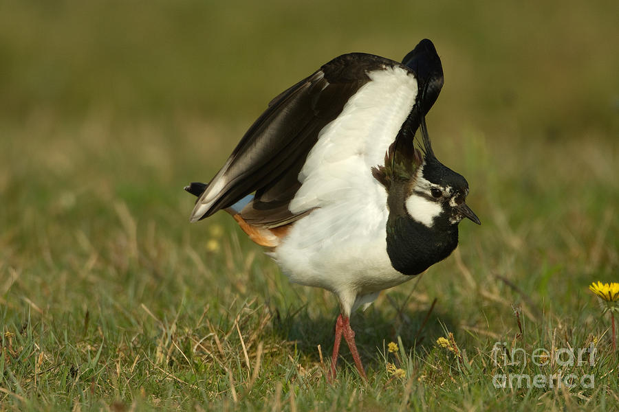 Northern Lapwing Photograph By Helmut Pieper - Fine Art America