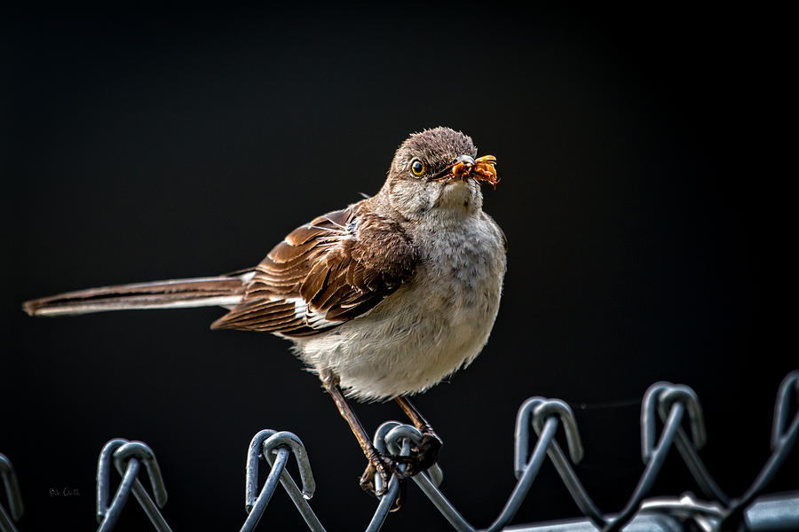 Mockingbird Photograph - Northern Mockingbird #1 by Bob Orsillo