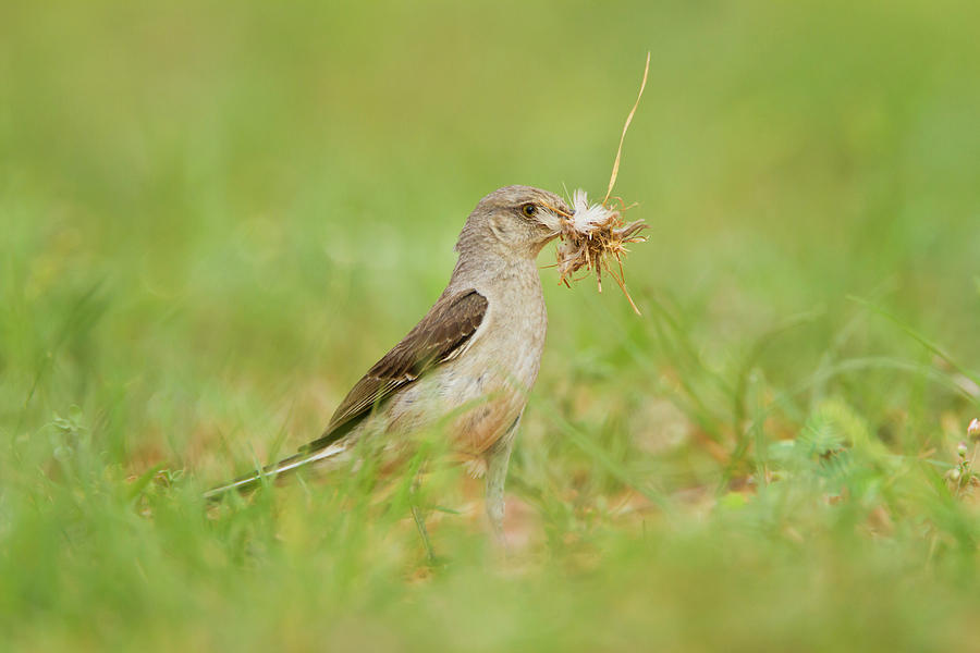 Bird Photograph - Northern Mockingbird (mimus Polyglottos #1 by Larry Ditto