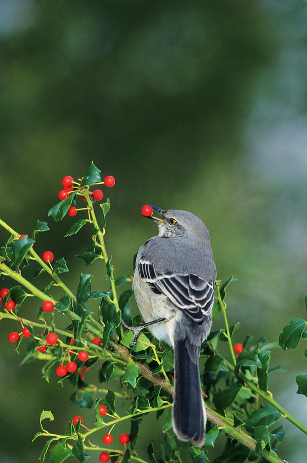 Mockingbird Photograph - Northern Mockingbird (mimus Polyglottos #1 by Richard and Susan Day