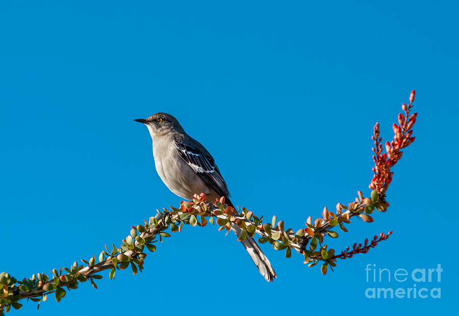 Bird Photograph - Northern Mockingbird #2 by Robert Bales