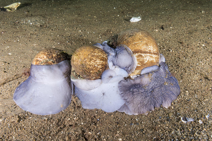 Northern Moon Snails Mating Photograph by Andrew J. Martinez Fine Art