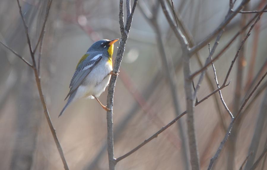 Northern Parula #1 Photograph by James Petersen