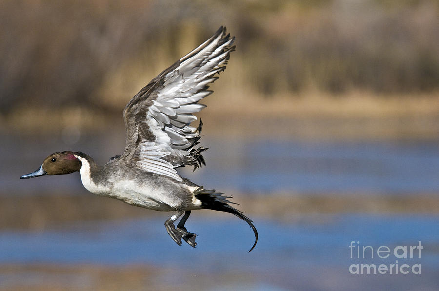 Northern Pintail Drake Taking Off #1 Photograph by William H. Mullins