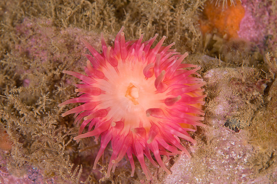 Northern Red Anemone, Gulf Of Maine #1 Photograph by Andrew J. Martinez