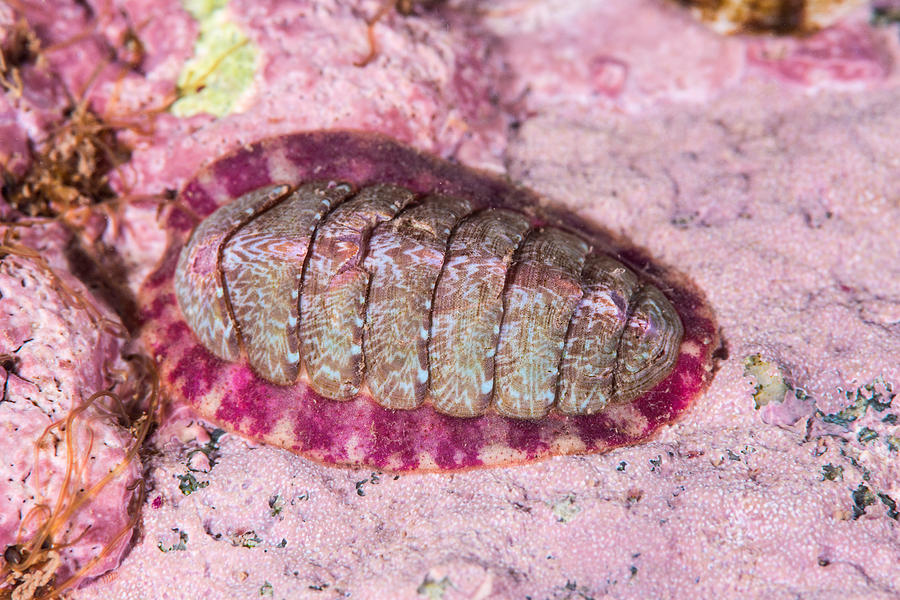 Northern Red Chiton Photograph By Andrew J. Martinez