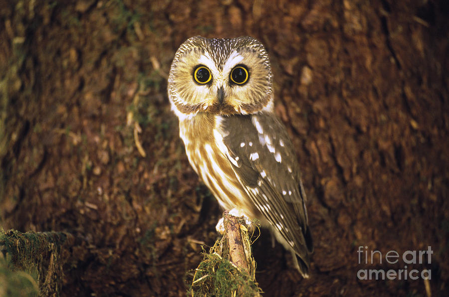 Northern Saw-whet Owl #1 Photograph by Art Wolfe