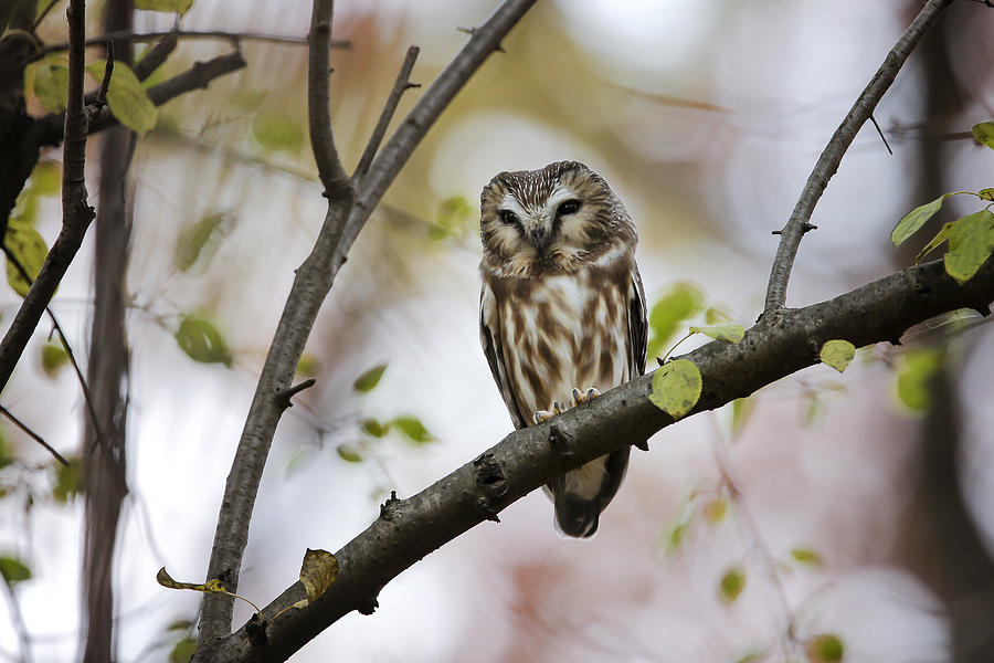 Northern Saw Whet Owl #1 Photograph by Gary Hall