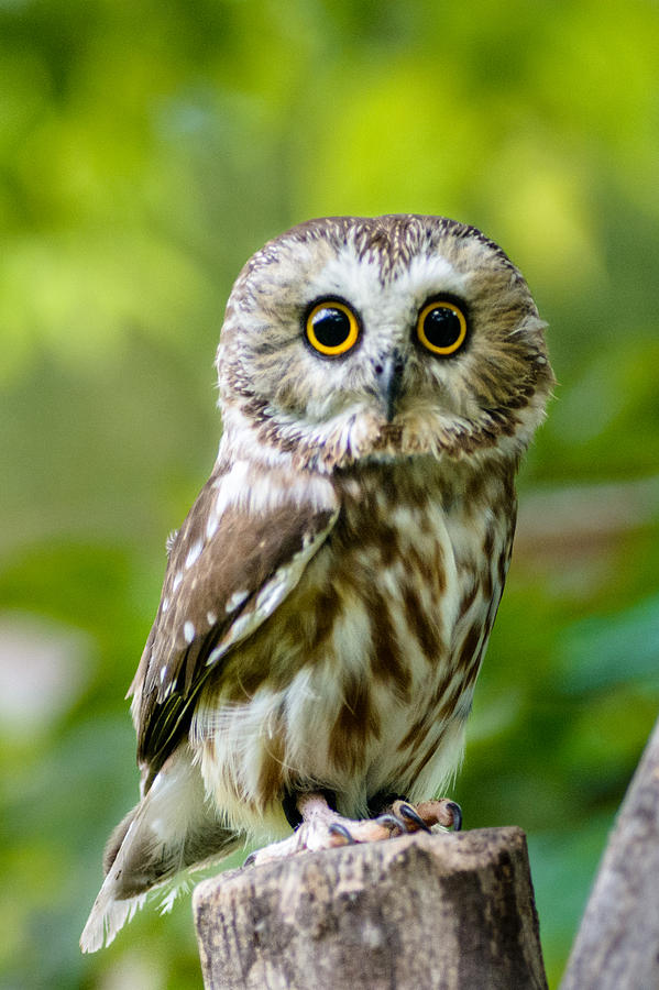 Northern Saw-whet Owl Photograph by Randy Scherkenbach