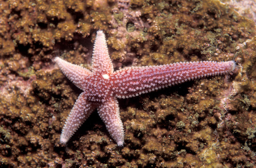 Northern Sea Star #1 Photograph by Andrew J. Martinez