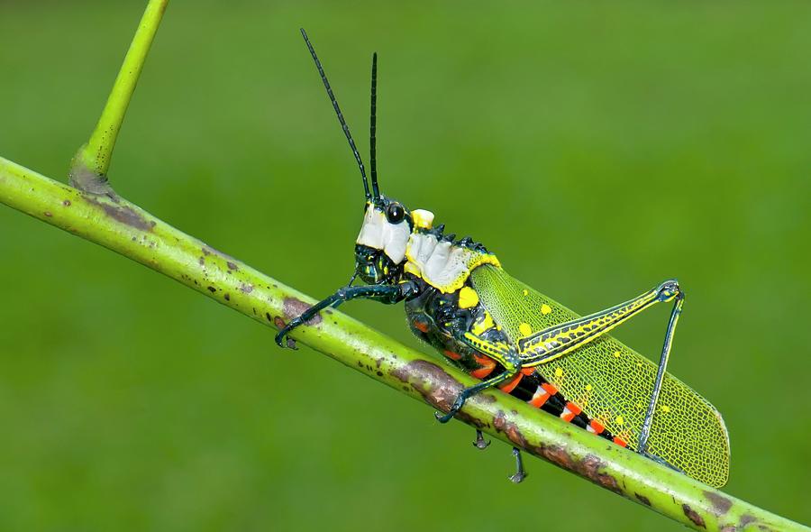 Nature Photograph - Northern Spotted Grasshopper #1 by K Jayaram