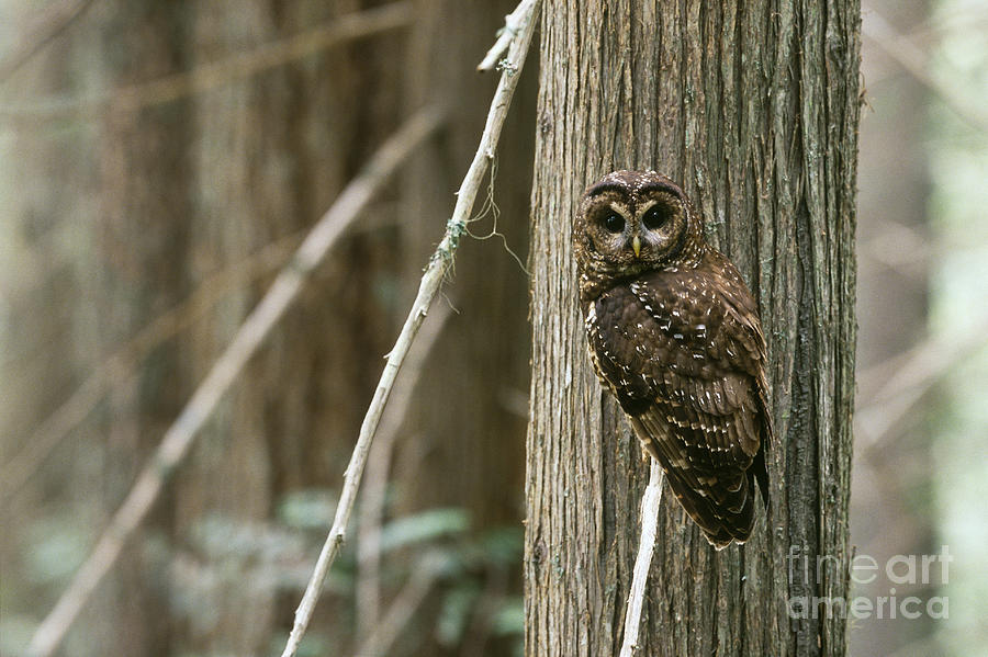 Northern Spotted Owl #1 Photograph by Art Wolfe