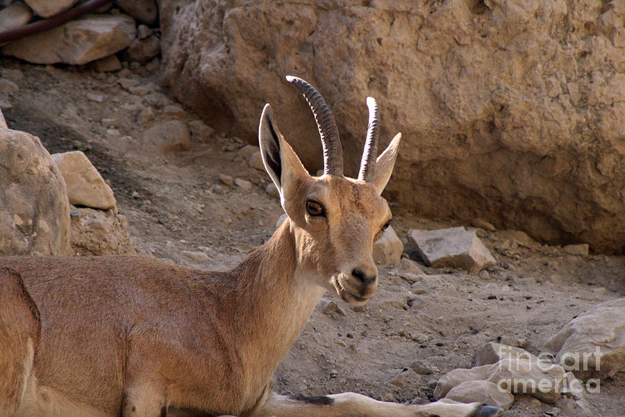 Nubian ibex Photograph by Doc Braham