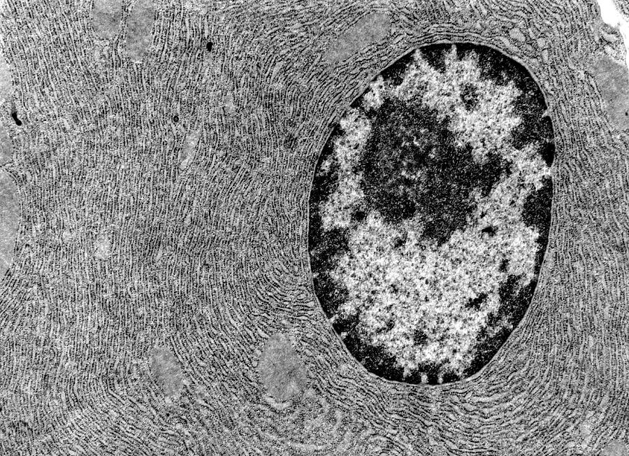 Nucleus #1 Photograph by Jose Calvo / Science Photo Library
