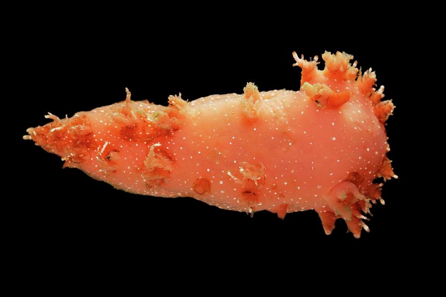 Nature Photograph - Nudibranch #1 by Alexander Semenov/science Photo Library
