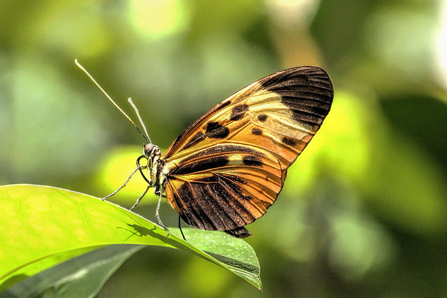 Butterfly Photograph - Numata Longwing Butterfly 3 #1 by Becca Buecher