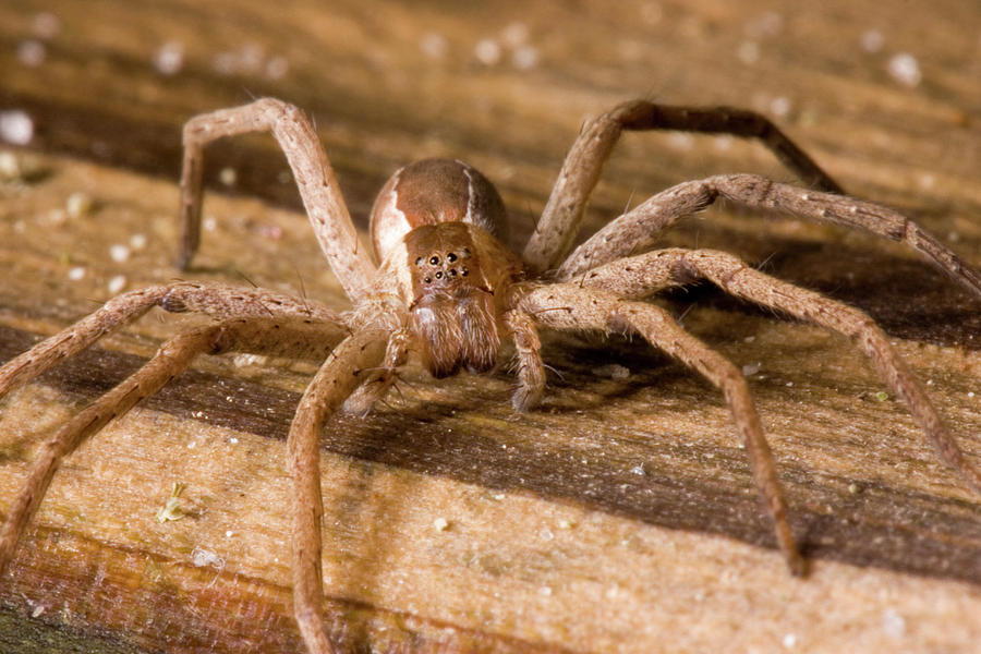 Nursery Web Spider #1 Photograph by Paul Whitten Nursery Web Spider #1 Photograph by Paul Whitten