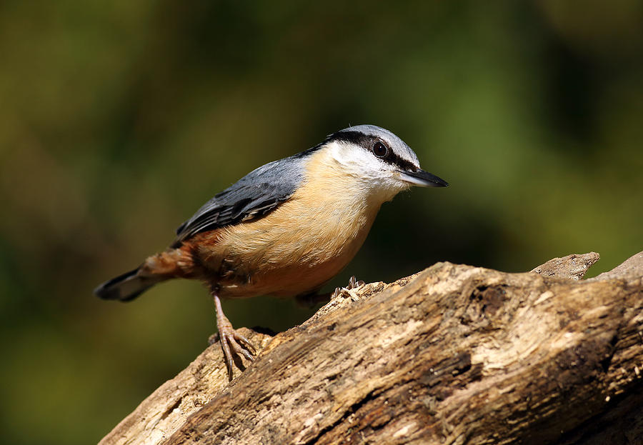 Nuthatch #1 Photograph by Grant Glendinning